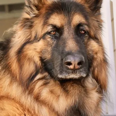 Presley profile