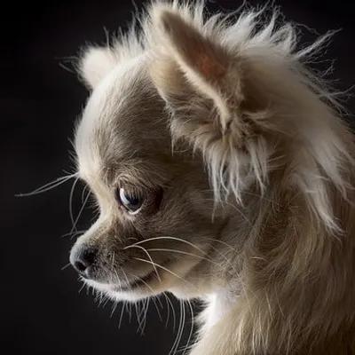 🐶 Chihuahua Parents Unite profile