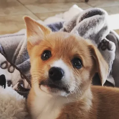 Tater | Corgi profile