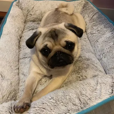 Peaches The Pug ๐ profile