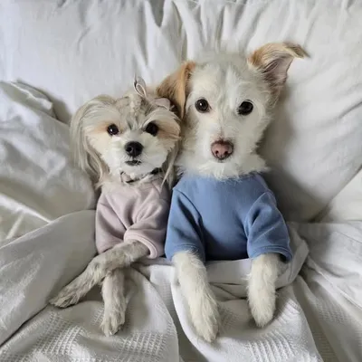 Kara & Arlo profile