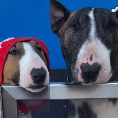 Peanut ๐ฅ and Harvey ๐ profile