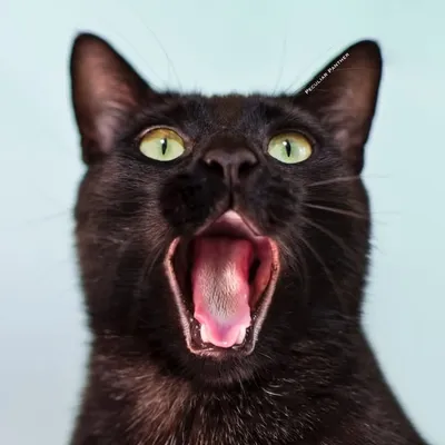 Peculiar Panther profile