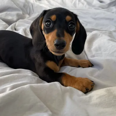Mini Dachshund | Melbourne profile