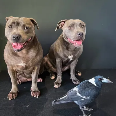 Peggyandmolly profile