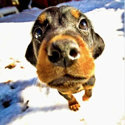 Dogs and pets pictures ๐ profile