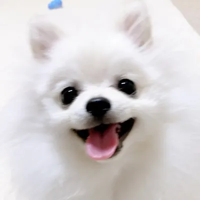 ポメラニアンのペコ profile