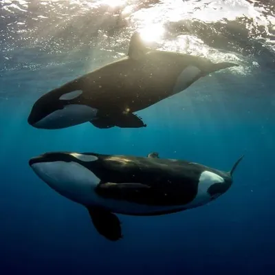 Pelagic Life profile