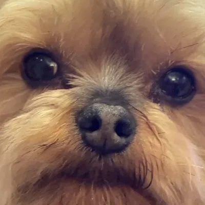 Pelayotheyorkie profile