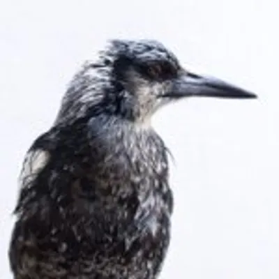 Penguin Bloom profile