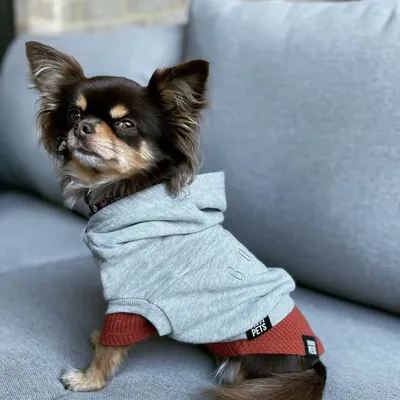 Penny The Chihuahua profile