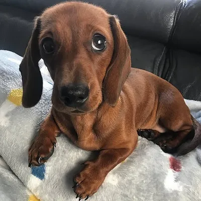 Penny profile