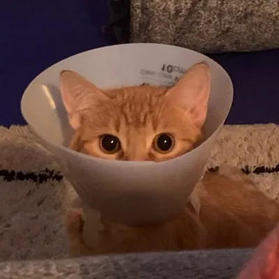 Penny the Ginger Cat ๐ฑ profile