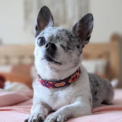 Pepper profile
