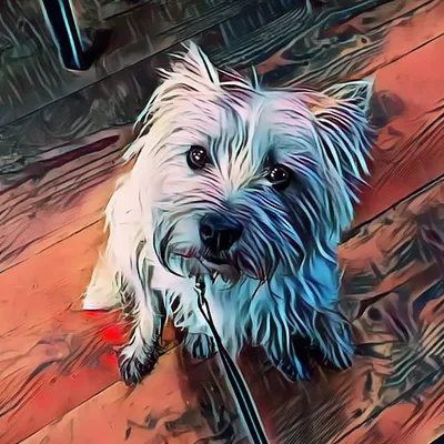 Pepper profile