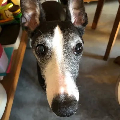 Pepper profile