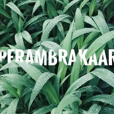 PERAMBRA | പേരാമ്പ്ര | KL77 profile