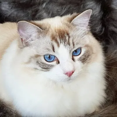 Percy & Moti - Ragdoll Cats profile