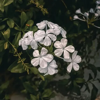 Mobile Photography profile