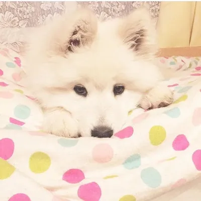 Samoyed Don profile