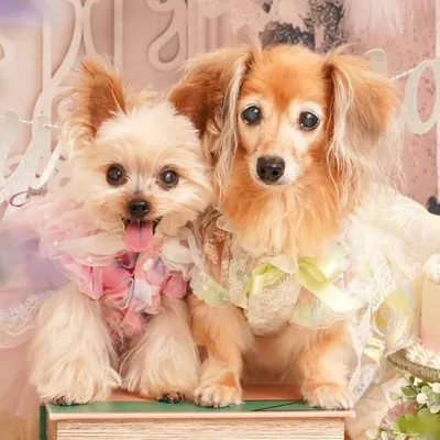 ぺろちょこ profile