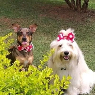 Pérola e Leopoldo. Comédia profile