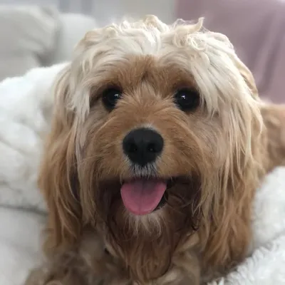Perrier The Pupstar ๐ถ profile