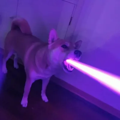 Perritos Haciendo Cosas profile