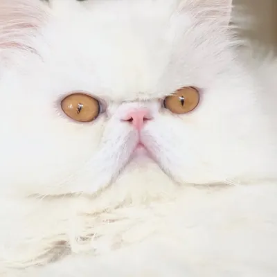Persiancatslove profile