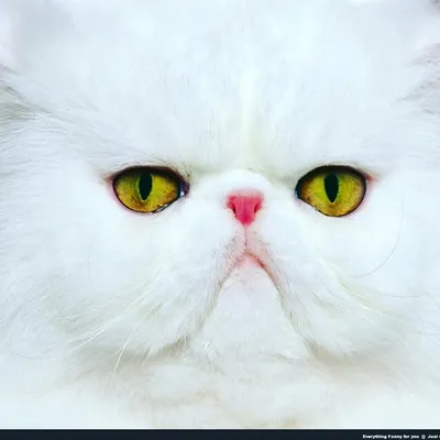 Persian Lovers profile
