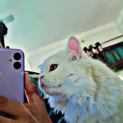 پـــــــــ profile