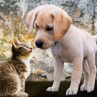 PET LOVERS profile
