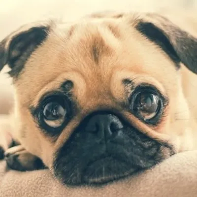 Pet Lovers profile