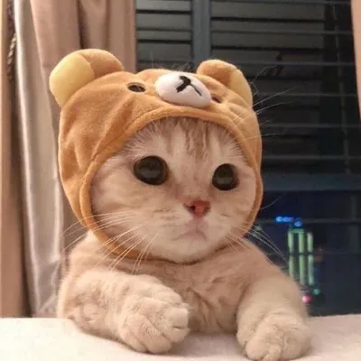 毛小孩三溫暖 profile