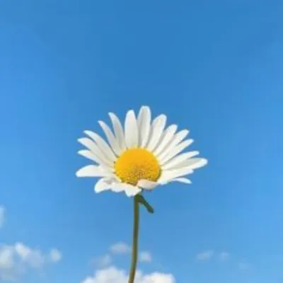 Thepetalproject profile