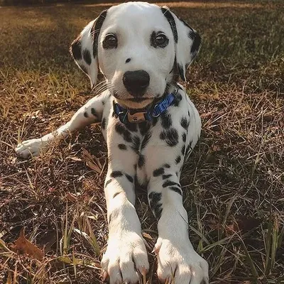 petanimals🐾 profile