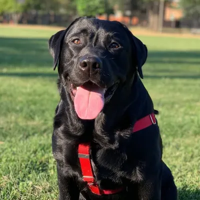 Pete the Black Lab profile