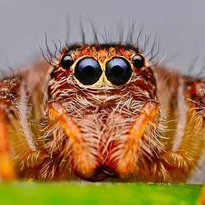 PETER MEDIA (MACRO) Instagram profile photo