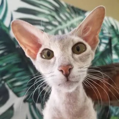 Peterbald Meowfia profile
