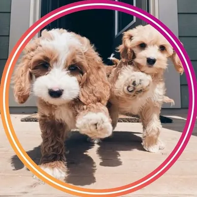 Pet products | Pets product profile