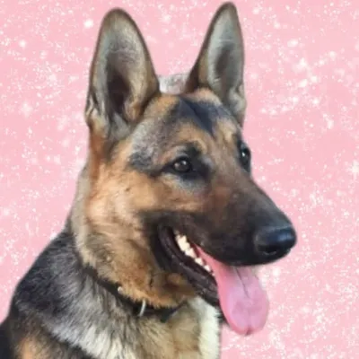 ๐ถ Petra profile