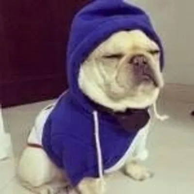 FunnyPets profile