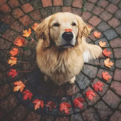 pets are life profile