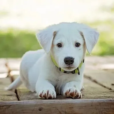 Petloverspiffy profile