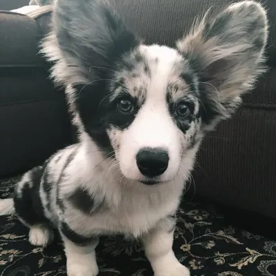 Pets Are Family profile