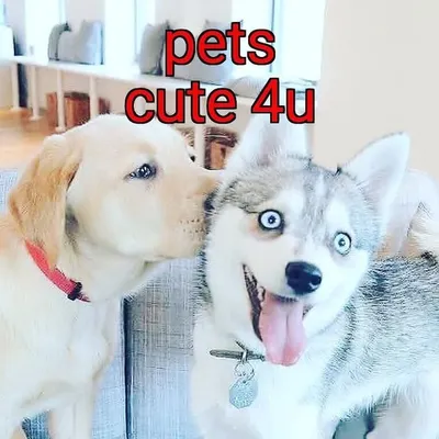 Cute pets for you profile