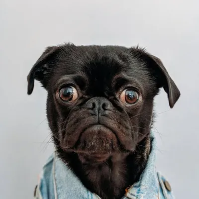 Adorable Pets profile