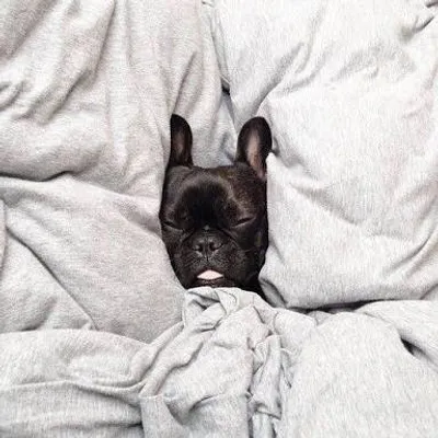 Pets In Beds profile