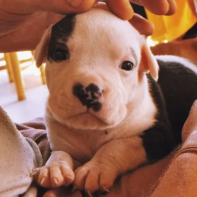 Pets Of Instagram profile