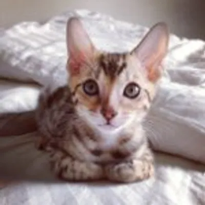 Pets Of Instagram profile